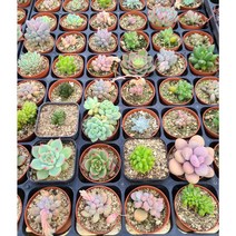 신비다육 미니다육/다육식물/다육/5개 랜덤배송 (중복구매시 다 다른 식물로배송)