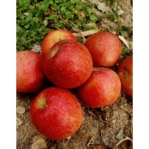 꿀부사 햇사과 못난이사과(쥬스용) 2.5kg 5kg, 정품 햇 사과, 5kg대과(12-17과), 1개