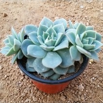 인플랜츠팜 펀퀸 다육 공기정화 반려식물 포트