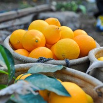 안녕이네 제주 황금향 선물세트 가정용, 2.5kg(가정용)