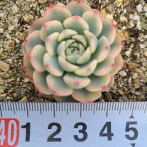 [신비다육] 화이트미니마복륜금 / 금끼좋음 / 다육 / 다육식물