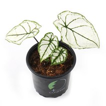 칼라디움 스노우드리프트 수입식물 희귀식물 공기정화식물 인테리어식물