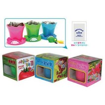 화분 사랑으로크는꽃 강낭콩