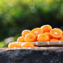 [오늘신선] 올해 수확한 제주 햇 조생 감귤 9kg(로얄), 단품