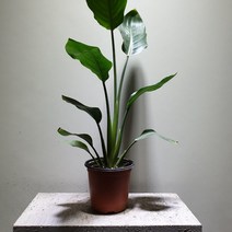 [공룡꽃식물원]레기니아 극락조 중품 높이 30-50cm