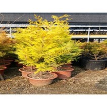 황금편백 황금화백 키40cm포트~ 트리팜원예 황금상록수, 키40cm포트, 1개