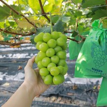 수출용 샤인머스켓 포도 2kg, 1kg(1-2송이)