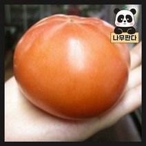 (나무판다) 태추단감 나무 묘목 결실주 분, 태추단감 결실주(분)