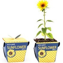 쭈bhnj__에코팟 해바라기 식물 키우기 베란다텃밭 재배 테라스 키트 꽃키우기 채소키우기 옥상 기르기 실내 새싹 책상 씨앗선물 미니화분♥hopenjoy!, ♥hopenjoy!