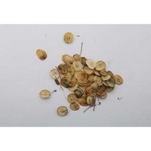 어수리 씨앗 5000 립