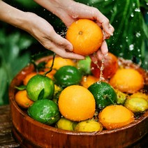 제주황금향 3kg 5kg 귤농장 산지직송 귤택배 제철 천혜향 레드향 타이백 효능, 황금향 3kg 대과 14과 내외, 1개