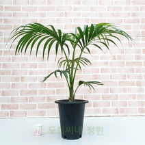 도희씨네 정원>> 강인한 기품이 느껴지는 겐차야자 대형 350, 1개” class=”wr-img”></a></div></div></div></div><div class=