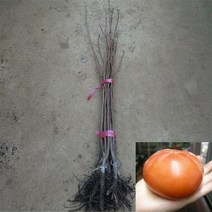 태추단감나무 태추배단감 태추단감묘목 배단감나무 2년