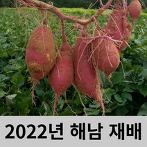 해남 황토 호박고구마, 3kg (상 100g~300g)