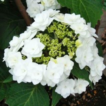 수국 대품 (댄싱스노우) 토양에 따라 색이 변하는 수국꽃 수구 /조경수 화분에도 좋음 FG254