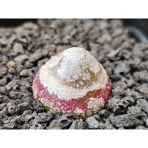 코노피튬/부르게리-2685 아프리카농장