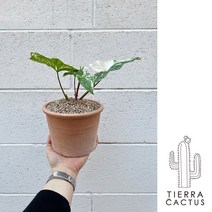 우리집 희귀식물 알보 무늬 싱고니움 - 화분 3type, 베이지납작링토분(받침포함)