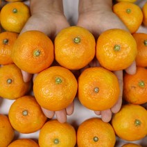 제주감귤 하우스감귤 선물셋트 1박스, 제주 하우스귤 선물용 5kg 소과 58-130과