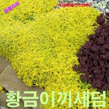 팝플라워 황금이끼세덤 씨앗 500립