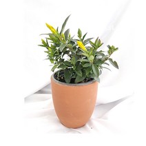 서비내 개나리자스민 Gelsemium sempervirens 야생화 허브 쟈스민 관엽식물 캐롤라인 공기정화식물 노랑꽃