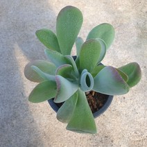 호빛당인(중품 랜덤)