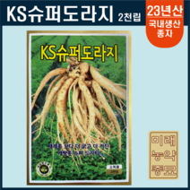 23년산 KS슈퍼도라지 씨앗 2천립- 국내생산종자