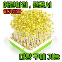 어린이집 콩나물 키우기 재배 실험 콩나물 페트병 기르기 키트 콩100g포함 (2회분), 1.콩나물키우기세트