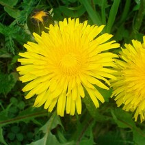 위wjr_씨앗팜 정원 야생화 꽃씨 종자 민들레 1000립 씨앗 화단꾸미기 가꾸기 기르기 꾸미기 화씨♥hspirit, ♥words!!