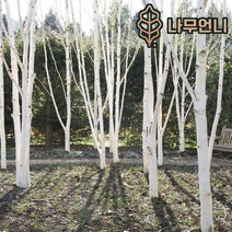 자작나무 백자작 조경수 나무언니, 잭큐몬티 도랜버스 키100cm 4치장포트(2개세트)