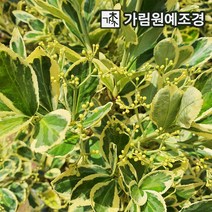 사철나무 황금사철 상록수 정원수 조경수 가림원예조경, 무늬 백사철 8치화분, 1개
