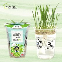 우리가스토리 미니화분키우기 꽃 화초 공기정화식물 새싹 허브 텃밭 화분, 1개, 한컵새싹농장_밀싹