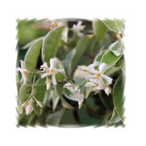 꽃모종 백화등 무늬종-백색 향기종 10cm분 2개 K908