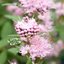 스테피 왜성 분홍층꽃 [1포트] (복남이네 야생화 모종 층층이꽃 caryopteris)