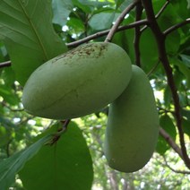 [충북농원] 250-39 포포나무 묘목 - 접목2년생, 단품