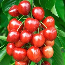 같이가치농원 체리나무 묘목 왜성체리 (써미트) 2중콜트대목 접목1년특묘