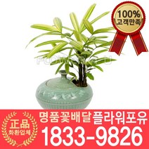[플라워포유] 서황금 동양난 서양난 승진축하 영전축하 인사이동 개업난 선물 꽃배달 동양란 개업화분