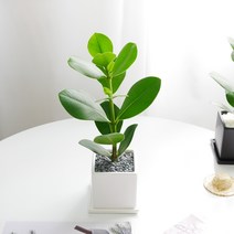 보거스플라워 키우기 쉬운 실내공기정화식물 루키 크루시아, 1개, 루키크루시아+사각화이트
