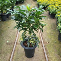 {무배}만냥금(M5) 2022 새상품/공기정화식물/미세먼지/공기정화효과, 1개