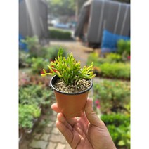 립살리스 산호 팝아이 소품 10~25cm 29