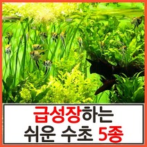 수초하우스)급성장하는 쉬운 수초 5종 세트, 1세트(총29줄기)