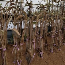 왕밤나무 최소구매 2개 (청아원예조경), 왕밤나무 중묘
