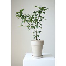레몬나무, 레몬나무 소형(기본 플라스틱 포트), 1개