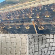 청년농자재 (30kg 60kg) (격자1.5cm 2cm) 방조망 새망 블루베리망 참새망 조류방지 작물보호, 백색_60kg_(격자1.5cm)
