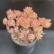 꽃다리 러우철화 26 다육식물 다육철화 아이만배송
