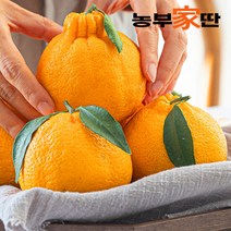 [농부가딴]제주직송 한라봉 3kg(8~16과) 프리미엄 선물세트, 단품