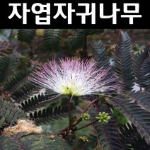 자엽자귀나무(썸머초콜릿) 묘목 C3포트 1개/정원수 조경수, 1개
