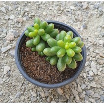 [다육식물]녹귀란