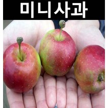 미니사과(알프스오토메) 결실주(분)/나무 묘목/과실수