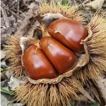 햇밤 지리산농부의 하동 햇알밤 2kg (소) 밤삶는법 밤까기 고소한 하동옥광밤 유기농생률밤, 상세페이지 참조