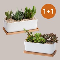 밀다 사각 세트구성 도자기 다육이 화분 셋트 1+1, 사각 화분세트 1+1